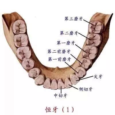 口牙是什么梗